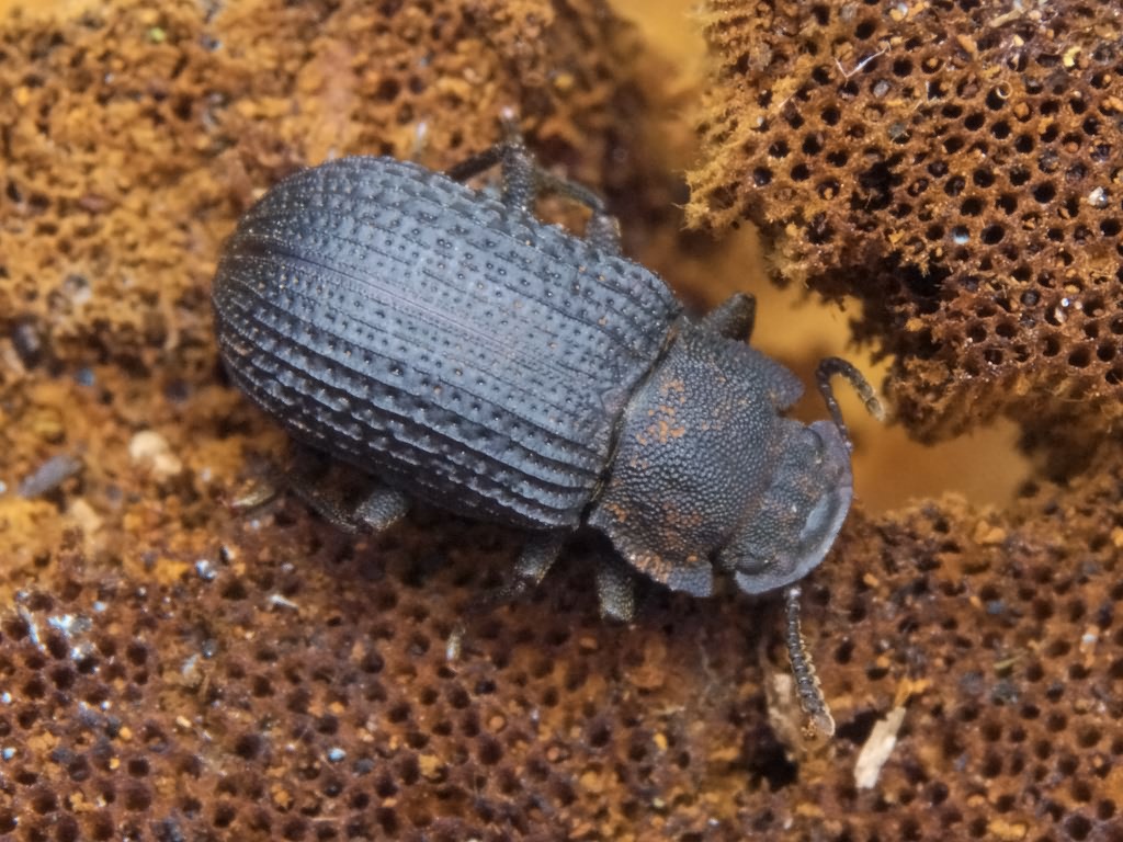 Bolitophagus reticulatus (Linnaeus, 1767)